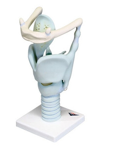 [3B] 3배확대 후두모형 (VC219) Functional Larynx, 3 times full-size