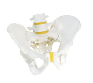 [3B] 남성골반모형(A60) Male Pelvic Skeleton