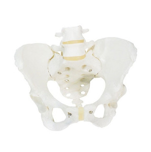 [3B] 여성골반모형(A61) Pelvic Skeleton, female