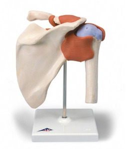 [3B]고급 어깨관절(A80/1)/ Deluxe Functional Shoulder Joint Model