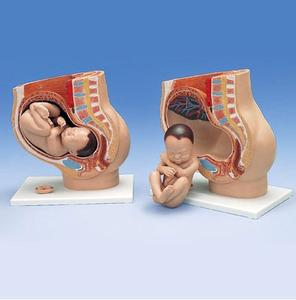 [3B] 출산 골반 3분리 모형 (L20) 만삭골반/Pregnancy Pelvis,3 part