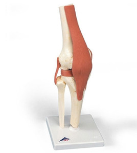 [3B]독일고급무릎(A82/1) / Deluxe Functional Knee Joint Model