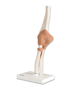 [3B]팔관절모형 (A83)/ Functional Elbow Joint