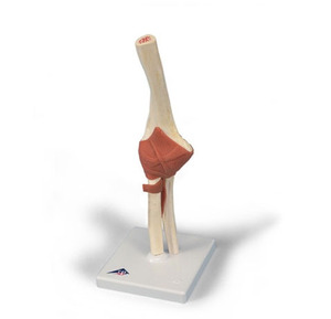 [3B]고급 팔관절모형(A83/1)/ Deluxe Functional Elbow Joint Model