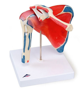 [3B] 어깨 근육관절5분리 (A880) / 4-Stage Osteoarthritis Knee 110