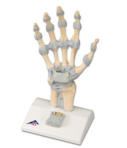 [3B] 손인대관절모형 (M33) Hand Skeleton Model with Ligaments and carpal tunnel