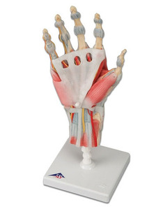[3B] 근육인대 손골격모형 (M33/1) 인대와 근육이 표현된 손 골격 모형