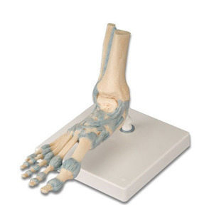 [3B] 인대표현 발골격 (M34) Foot Skeleton Model with Ligaments