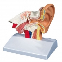 [3B] 기본형귀모형(E12) /귀의 외부,중간,내부/ Desktop Ear Model,1.5 times enlarged**
