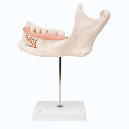 [3B]D25 치아모형 턱관절모형 성인 왼쪽아래턱 절단모형/ 6-Part 3 Times Full Size Half Lower Jaw