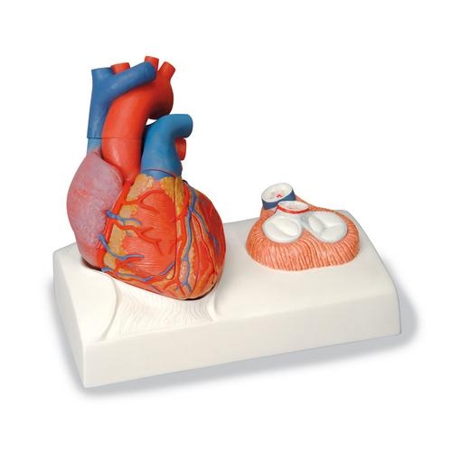 [3B] G01 심장모형 5파트 실제사이즈 /5-Part Life Size Magnetic Heart Model