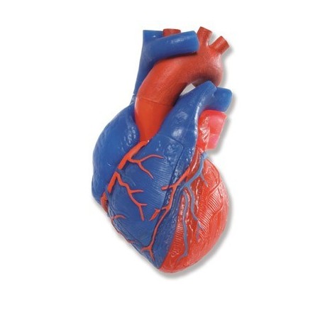 [3B]G01/1심장모형 5파트 해부학적 /Anatomical heart pattern, 5-piece