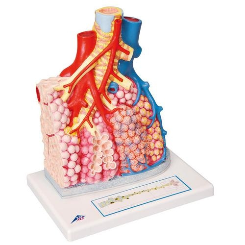 [3B] G60 혈관 주위를 둘러싸고 있는 폐엽(PulmonaryLobule) /Pulmonary Lobule with Surrounding Blood Vessels