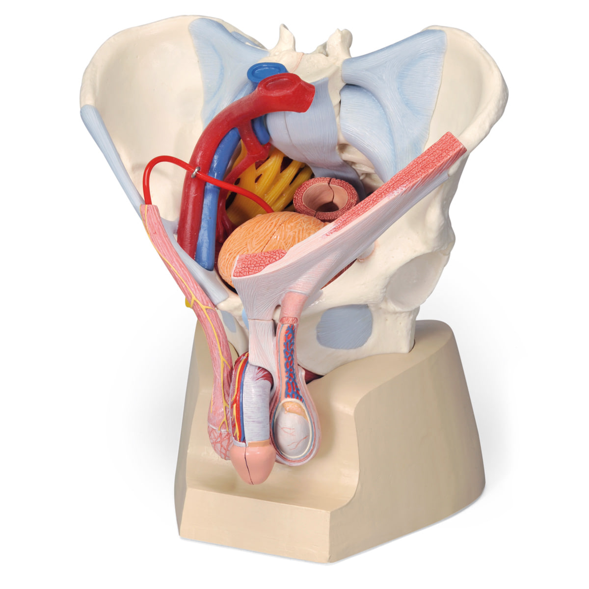 [3B] H21/3 7분리 남성골반모형(인대,혈관,신경,골반기저부) / Male pelvis with ligaments, vessels, nerves, pelvic floor and organs, 7-parts