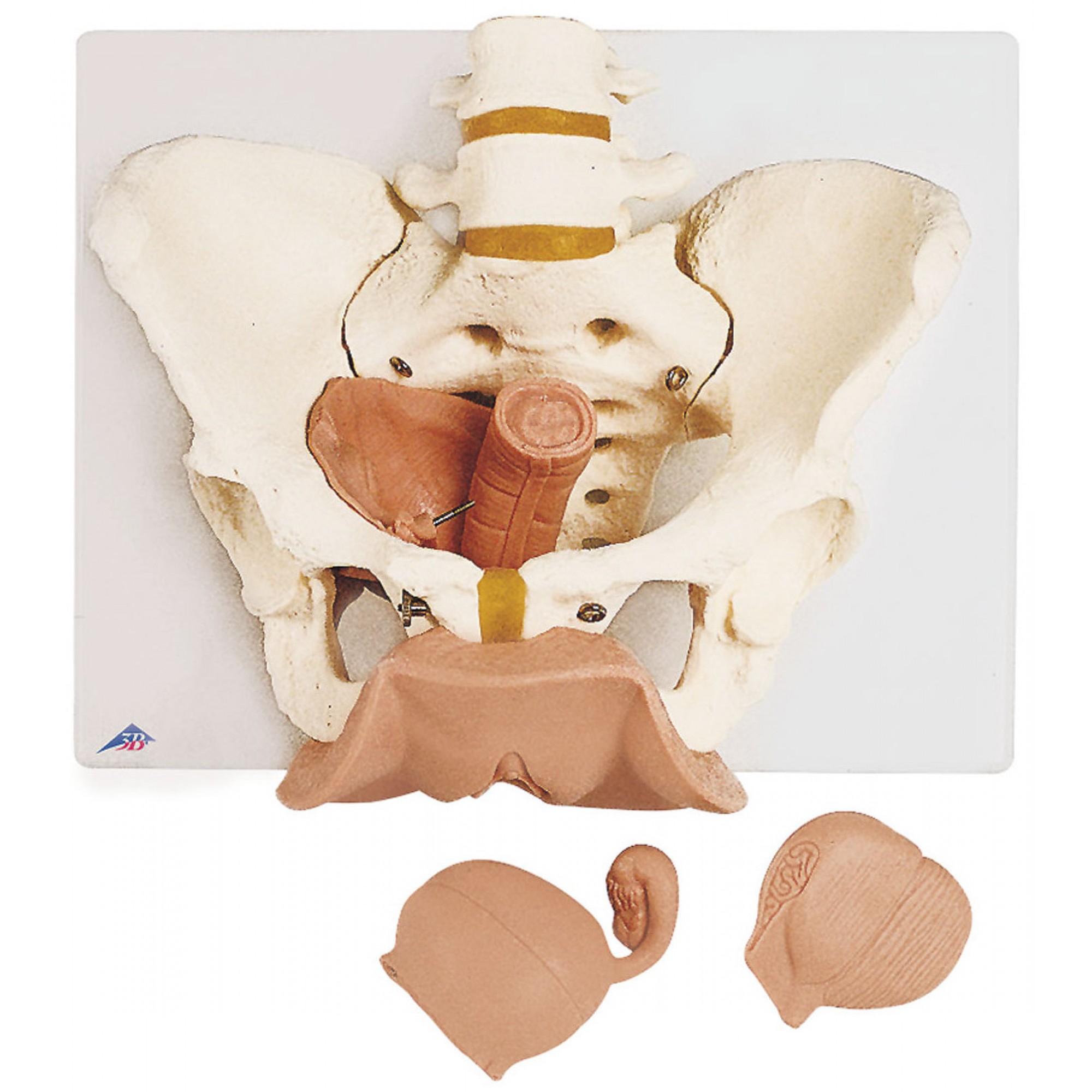 [3B]L31 3분리 여성 골반골격모형/여성 생식기 해부학모형 / Female Pelvis Skeleton with Genital Organs, 3 part