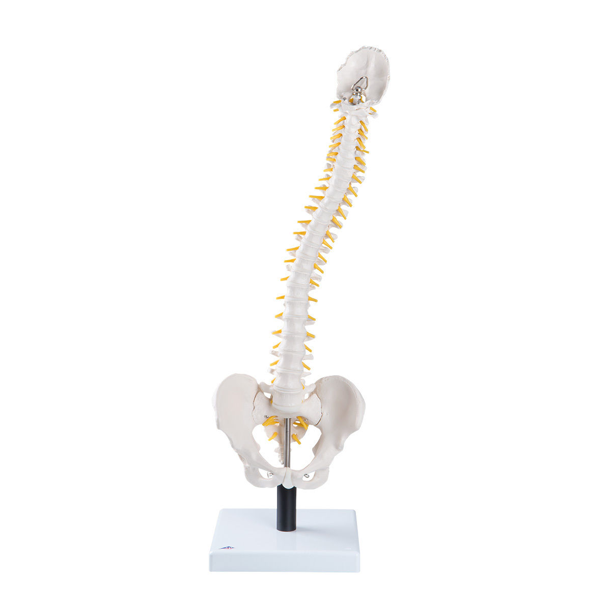 [3B] VB84 척추측만증 디스크모형 /Flexible Spine Model with Soft Intervertebral Discs