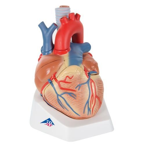 [3B] VD253 수평분할 심장구조모형 /7-Part Heart