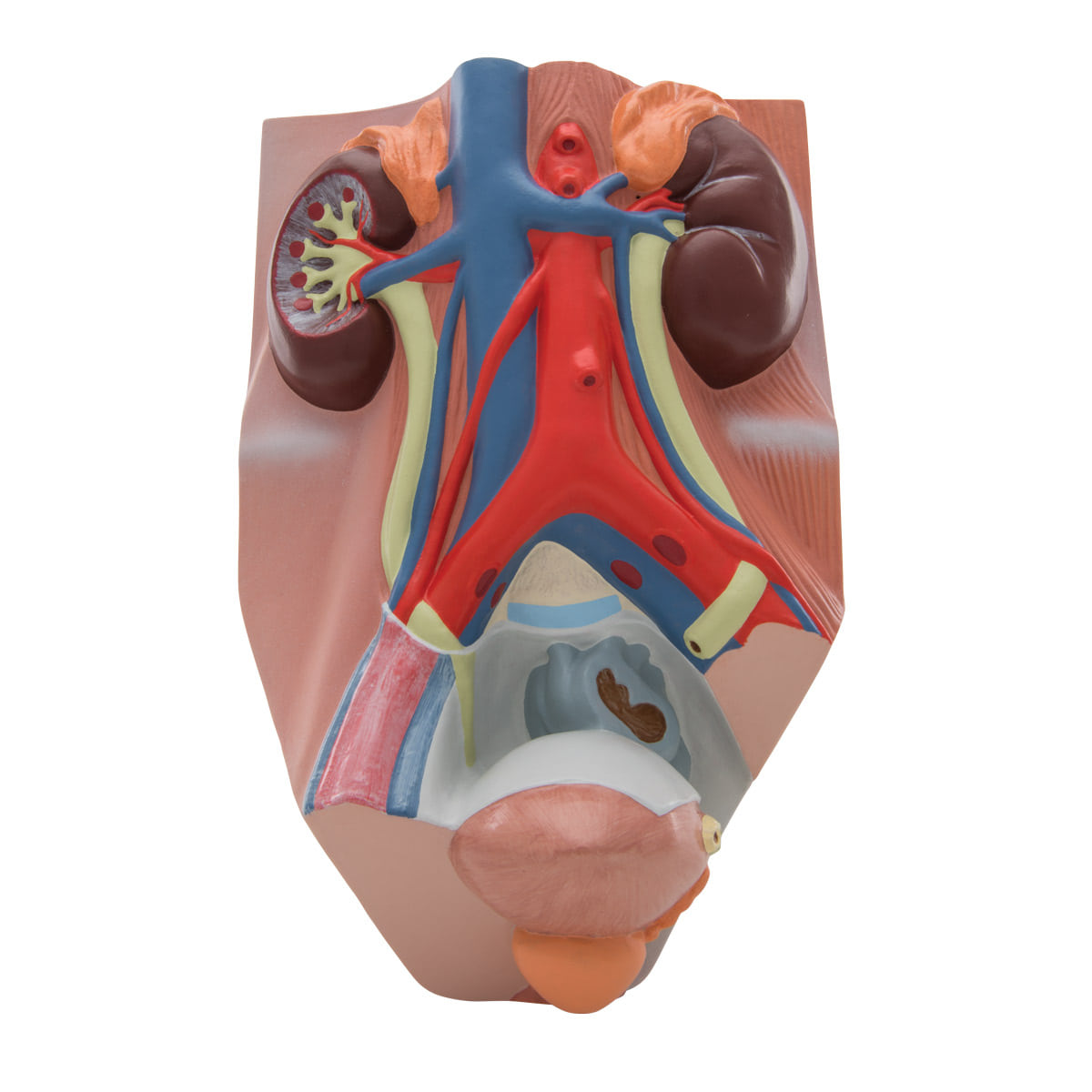 [3B] 남성 신장구조모형 콩팥모형 VF325(10x18x26cm/0.84kg) ▶ 4 Life Size Male Urinary System Model