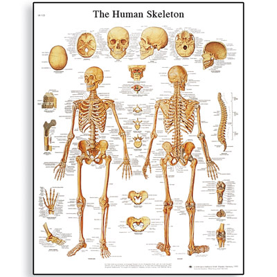 [독일3B] 인체 뼈차트 VR1113L(코팅) Human Skeleton Chart