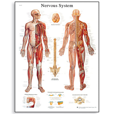 [3B]뇌와척수신경계차트 Nervous System Chart/50 x 67 cm VR1620L(코팅)/VR1620UU(비코팅)