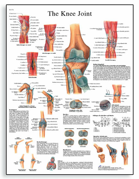 [독일3B] 무릎 관절차트 VR1174L(코팅) Knee Joint Chart