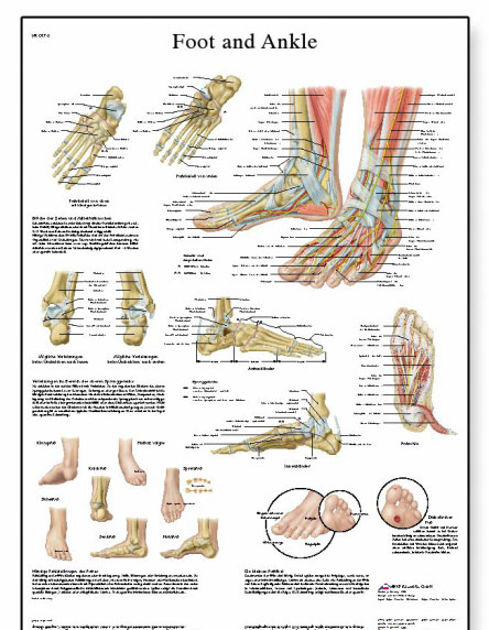 [독일3B] 발 및 발관절차트 VR1176L(코팅) Foot and Joints of Foot Chart