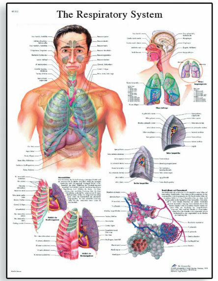 [독일3B] 호흡기계차트 VR1322L(코팅) The Respiratory System Chart