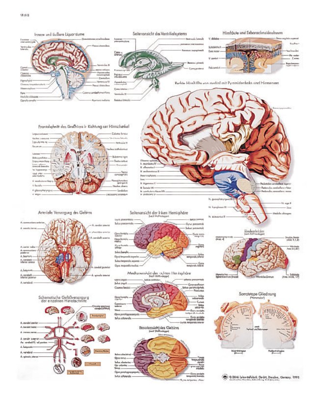 [독일3B] 뇌차트 VR1615L(코팅) Human Brain Chart