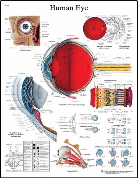 [독일3B] 안구차트 VR1226L(코팅) Human Eye Chart