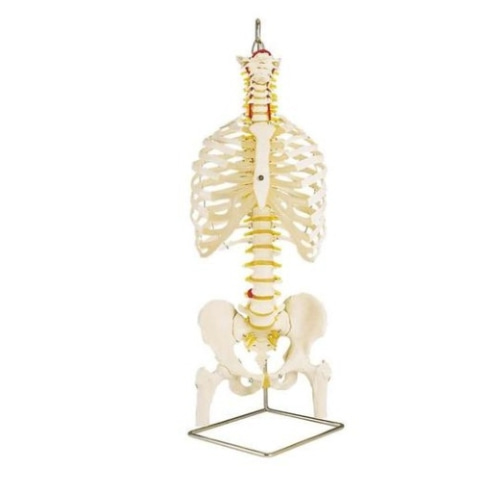 [3B] 갈비뼈포함척추모형 A56/2 (스탠드 포함) classic flexible spine with sibs and femur heads